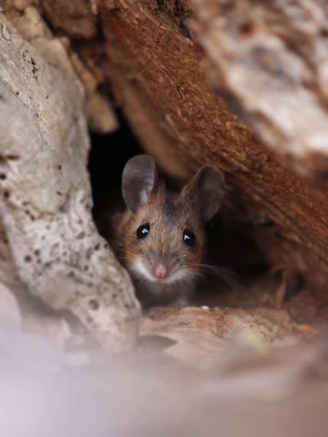 🐭🐭