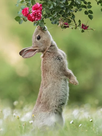 🌹 🐹 🐰 🐭