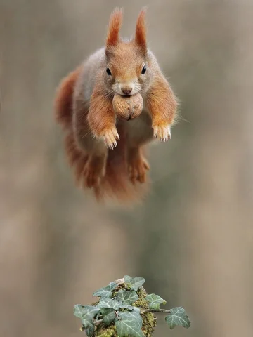 🚀🐿️