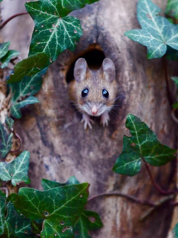 🐭 🪵🌿