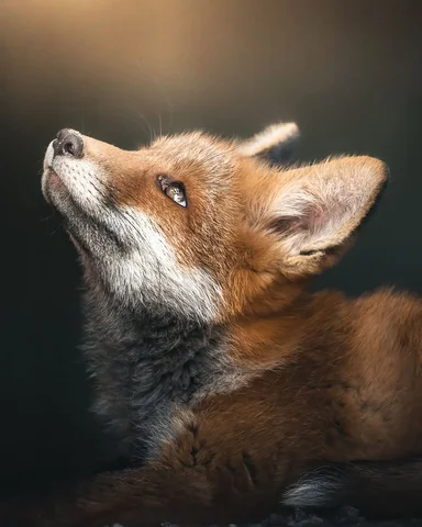 Divine 🦊
