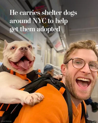 On a recent afternoon in a New York City subway car, a white dog with brown spot