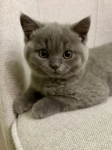 Welcome to our family, Hugo 😻
Kittenspam incoming 🤭

#newfamilymember #catsofi