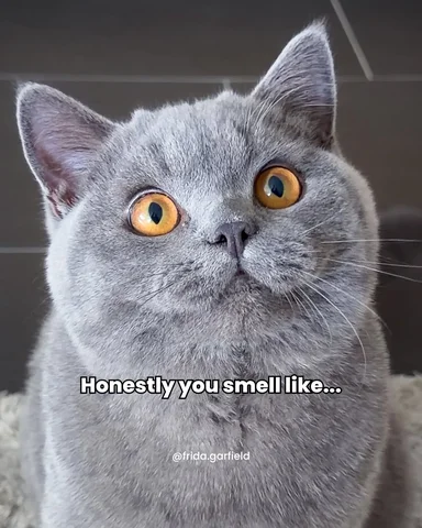 Just in case no one told you yet 🥰

#cat #motivationeveryday #doyourbest #catlo
