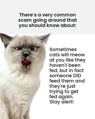 Be aware!

#cats #catsofinstagram #catmeme #catlover