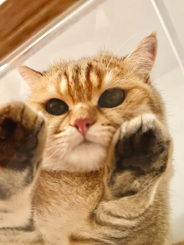 Etwas besseres wirst du heute nicht zu sehen bekommen 🤭😹🐾

#katzenliebe #catl