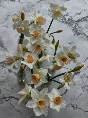 Daffodils I’ve known and loved 🤍