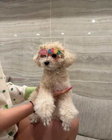 ボス5さい
