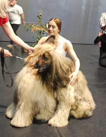 The stars of the Giselle at @srpskonarodnopozoriste1861 🐶🐶❤️
Paddington and Ma