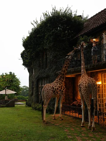 Casual breakfast… with giraffes 🦒

Іноді життя підкидає моменти, в які складно 