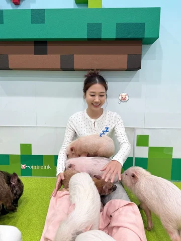終於！！去了日本最想體驗的 豬豬咖啡廳🐷🤣
這是極致P人唯一預約的行程了

一進去就有小豬跑來我腿上睡覺🥹🥹
好神奇 還會搶位吵架
我在裡面好受歡迎 這