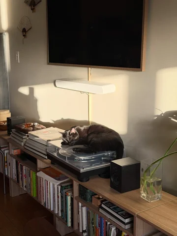comforts of a house cat 🐈‍⬛