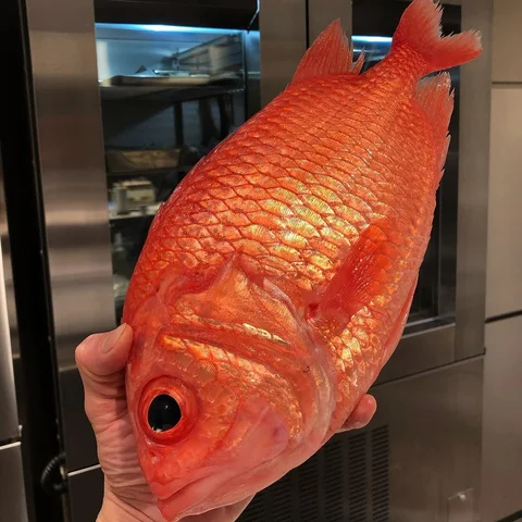 🔥🐟🔥”EBISU-DAI”🔥🐟🔥.
.
Japanese_soldierfish
#恵比寿鯛
.
#fresh #fish #ingridient
