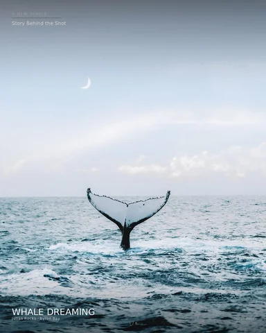 Whale Dreaming Print ~ The Story Behind The Shot
Hi & welcome to my new series. 