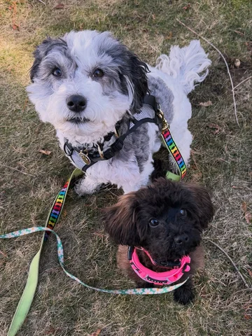 My puppies wanted me to tell your puppies to have a happy National Puppy Day (ye