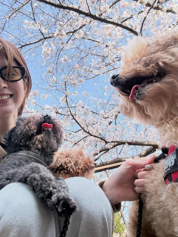 .
お花見散歩🌸 ( 誰か目線ください😂 )
#しゅぷ🐶 #ぎゅう🐶 #まっくす🐶