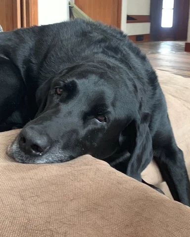 We said goodbye to Moose yesterday. He came into my life when I needed pure love