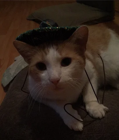 El Gato