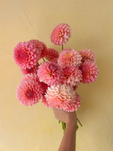 The world seems to be going up in flames, but here, enjoy this handful of heaven
