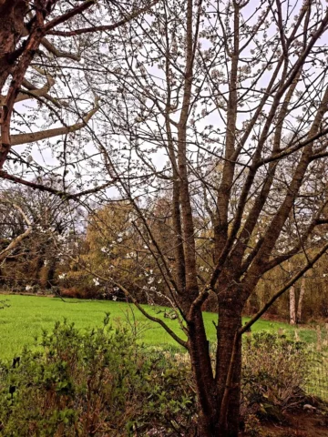 De kersenboom die begint te bloeien hopelijk krijgen we geen nachtvorst meer
