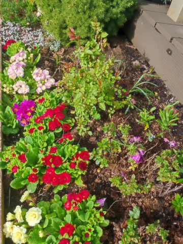 De eerste bloemen bloeien alweer in de bloembak