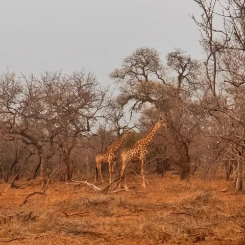 The beautiful SOUTH AFRICA 🇿🇦🦒🦒🦒The most beautiful experience I’ve ever had