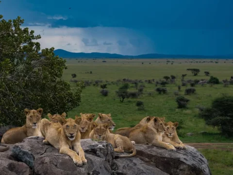 We were just driving through the endless grasslands of Tanzania… lost in the bea