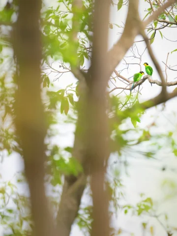 Two Long-tailed Broadbills, lost in their own little world 💚
Swipe to the last 