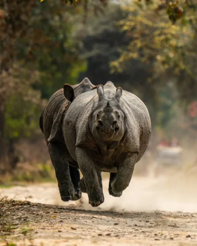 The Flying Rhino's of Kaziranga - I was on a project at Kaziranga shooting for t