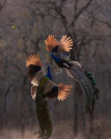 It's a beautiful fight.

Tips to get these kind of action shots:
If you notice t