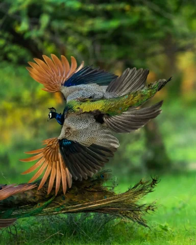 A beautiful fight...

This is one fight I will never interfere to stop 😂😂😂. T