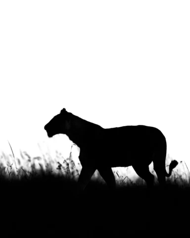 The Mara greeted us with drama on Day 1.

As the skies opened up and rain began 