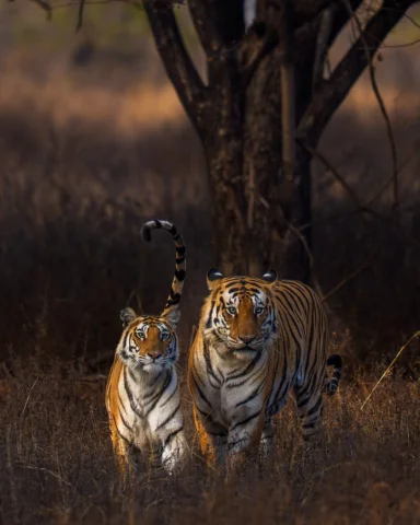 A Wild Love Story from Panna 💛🐅

In the golden grasslands of Panna, we witness
