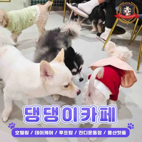 리그램) @ijoaitaewon 

🐶 사람 & 댕댕이 힐링파크 🍀

2⃣층 실내+야외 운동장 애견카페 
3⃣층 고양이카페
4⃣층 루프탑 (