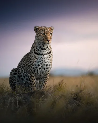 There are gazes you never forget.

In the silence of the Masai Mara, encounterin