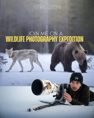 JOIN ME IN WILD FINLAND 🇫🇮

This April I’ll be back in the Finnish taiga, spen