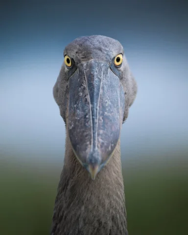 The Shoebill: A bird that looks like it came from another era. 

During our last