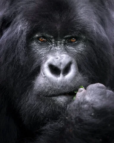KING OF MGAHINGA 🦍

Read the caption to discover the gear used, shooting settin