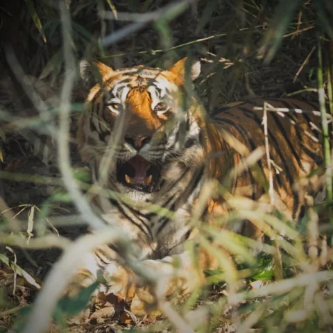 When u spot the tiger on ur own and he obliges u with just enough time to click 