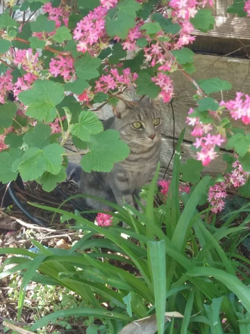 The flowers have bloomed! 🌷😺 Have a great #caturday