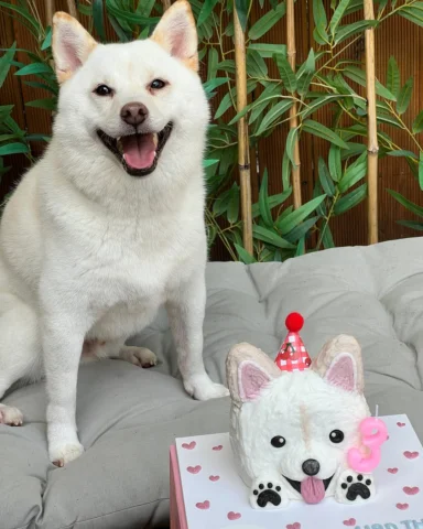 토르 세 번째 생일 축하해🐻‍❄️
오래오래 건강하자 !!
HBD Thor 🎂🎉🎁🍠🦴