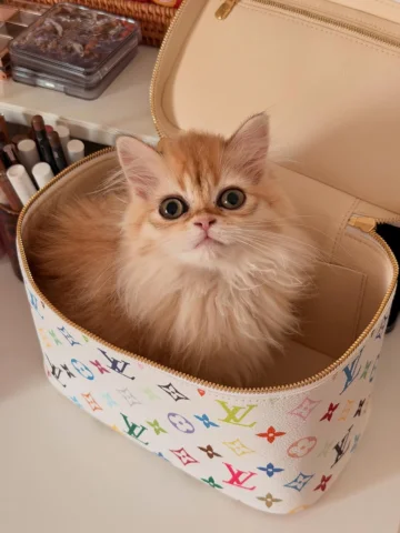 hi baby