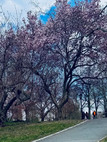 The beauty of Spring in @centralparknyc!!