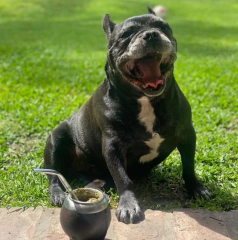 Y te fuiste Moro. En paz. 🤍

Nos hiciste muy felices y te vamos a extrañar siem
