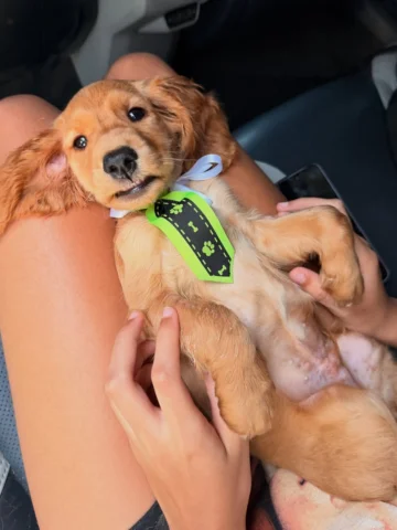 Guerreiro 🐕 ❤️ Por um momento achei que você não voltaria , mais Deus é muito b