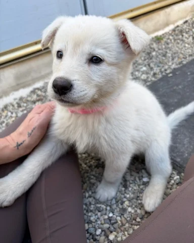 @bubblesdogrescue My 10 shelter rescue foster dogs 
2 adult females and 8 puppie