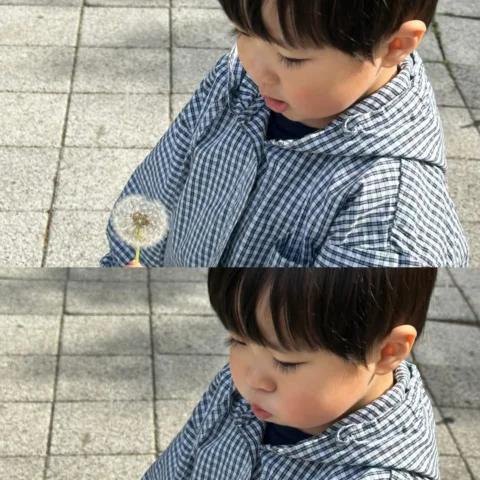 보이는 민들레홀씨 다 불어야하는 엉아..🤍