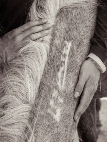 The day whisper and I met. 
What a beautiful thing it has been to see her heal a