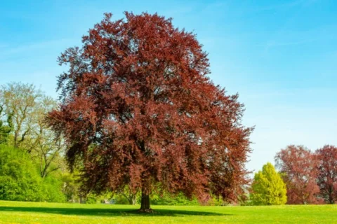 It’s Arbor Day!  Thank you to every living tree…and all of the dead ones too.  T