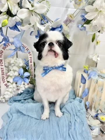 うしのトリミングの日💙🕊️
かわいい🦭
#狆